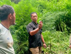 Deninteldam I/BB Temukan Ladang Ganja di Hutan Sibuatan, Karo