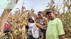 Bhabinkamtibmas Polsek Tanah Jawa Monitoring Lahan Jagung Bisi 18 Siap Panen Seluas 30 Rante di Hutabayuraja