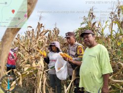 Bhabinkamtibmas Polsek Tanah Jawa Monitoring Lahan Jagung Bisi 18 Siap Panen Seluas 30 Rante di Hutabayuraja