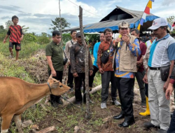 Bupati Bartim Serahkan 50 Bibit Sapi Bali untuk Tingkatkan Ketahanan Pangan dan Kesejahteraan Peternak