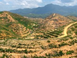 Hutan Sumatera barat Tergerus Sistematis: Deforestasi, Izin tambang, dan Peringatan yang Diabaikan
