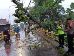 Pohon Besar Tumbang Dihajar Hujan dan Angin Kencang di Tegal