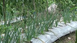 Budidaya Bawang Merah Tanam Biji, Perkuat Ketahanan Pangan dan Tekan Inflasi