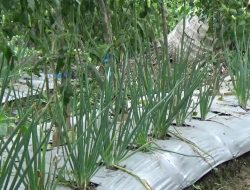 Budidaya Bawang Merah Tanam Biji, Perkuat Ketahanan Pangan dan Tekan Inflasi