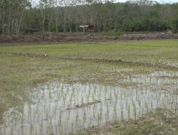 DKP3 Tabalong Salurkan Bantuan Benih Padi Bagi Petani Terdampak Banjir