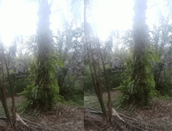 Diduga Kuasai Lahan Warga, Oknum BJ dan HD Ancam Pemilik Sah Kebun Sawit di Muara Medak