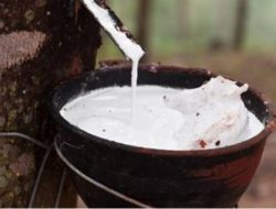 Mafia Getah “Dodi” Bebas Beroperasi di Area PT Bridgestone, Aparat Diminta Bertindak Tegas