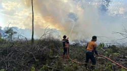 1,5 Hektare Lahan di Binturu Terbakar, Penyebabnya Belum Jelas