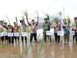 Gerakan Tanam Serempak Pemkab Batola, Langkah Strategis Perkuat Ketahanan Pangan