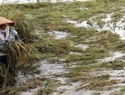 Kementan Gelontorkan Rp12,5 Miliar, Pemulihan Sawah Terdampak Bencana di Padang Pariaman Sentuh Ratusan Hektare Selama Dua Pekan