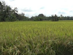 Lahan Sawah IP200 di Tabalong Masih Rendah, DKP3 Genjot Perluasan Demi Ketahanan Pangan