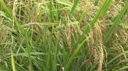 Kerusakan Irigasi Hambat IP200, DKP3 Tabalong Genjot Perbaikan Saluran Air Sawah