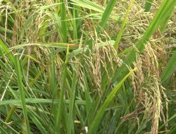 Kerusakan Irigasi Hambat IP200, DKP3 Tabalong Genjot Perbaikan Saluran Air Sawah