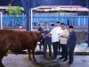 Kemnaker Himpun 93 Hewan Kurban, Menaker: Iduladha Momentum Perkuat Kepedulian dan Kinerja