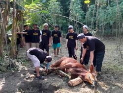 Musala Darul Hikmah Ketanggi Ngawi Sembelih 2 Sapi dan 5 Kambing pada Idul Adha 1447 H
