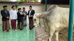 Bupati Sidoarjo Serahkan 1 Ekor Sapi Seberat 800 Kg pada Masjid dan Sapi Presiden Diserahkan ke Jabon