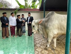 Bupati Sidoarjo Serahkan 1 Ekor Sapi Seberat 800 Kg pada Masjid dan Sapi Presiden Diserahkan ke Jabon