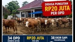 Dugaan Pungutan untuk Sapi Korban Rp20 Juta per OPD, Jumlah 38 Ekor Diduga Dikumpulkan di Rumah Orang Terdekat Bupati Lahat