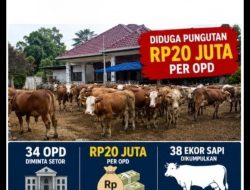 Dugaan Pungutan untuk Sapi Korban Rp20 Juta per OPD, Jumlah 38 Ekor Diduga Dikumpulkan di Rumah Orang Terdekat Bupati Lahat