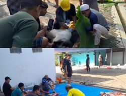 Panitia Masjid At-aqwa Ketanggi, Ngawi, Semarak Menyambut Hari Raya Idul Adha, Sembelih 4 Ekor Sapi dan 9 Lembu