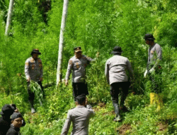 Polres Lhokseumawe Musnahkan Ladang Ganja Dua Hektare di Aceh Utara, Dua Pelaku Ditangkap