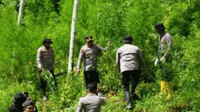 Polres Lhokseumawe Musnahkan Ladang Ganja Dua Hektare di Aceh Utara, Dua Pelaku Ditangkap