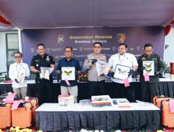 Digulung Polda Jatim, Sindikat Penyelundupan Gading Gajah, Benih Lobster hingga Kupu-kupu Langka