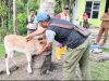Jaga Kesehatan Hewan dan Akurasi Data, Pemkab Simeulue Gelar Vaksinasi serta Pendataan Ternak di Desa Kahad