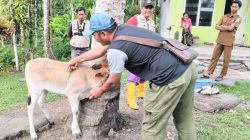 Jaga Kesehatan Hewan dan Akurasi Data, Pemkab Simeulue Gelar Vaksinasi serta Pendataan Ternak di Desa Kahad
