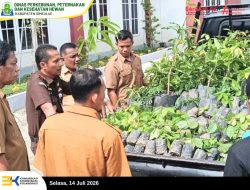 Kejari Simeulue dan Disbunnakkeswan Terima Bantuan Bibit dari BPDAS Krueng Aceh untuk Dukung Petani