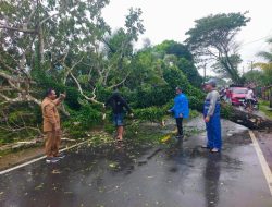 Kolaborasi Lintas Sektor Bersihkan Pohon Tumbang di Jalan Lintas Sinabang-Kampung Aie, Kades Batu-Batu Apresiasi Gotong Royong