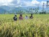 Sawah Bangkit dari Timbunan Bencana, 1.263 Hektare Lahan Padang Pariaman Dipulihkan