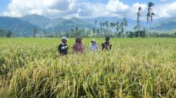 Sawah Bangkit dari Timbunan Bencana, 1.263 Hektare Lahan Padang Pariaman Dipulihkan