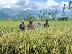 Sawah Bangkit dari Timbunan Bencana, 1.263 Hektare Lahan Padang Pariaman Dipulihkan