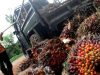 Sumbar Pimpin Harga Sawit Nasional, TBS Tembus Rp3.942 per Kilogram