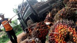 Sumbar Pimpin Harga Sawit Nasional, TBS Tembus Rp3.942 per Kilogram