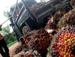 Sumbar Pimpin Harga Sawit Nasional, TBS Tembus Rp3.942 per Kilogram