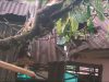 Hujan Deras Disertai Angin Kencang Melanda Wilayah Mamasa Sebabkan SD Negeri 011 Mambi‎ Rusak Parah