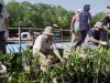 HUT Ke-50 Perumda Tirta Mangutama, Ketua TP PKK Badung Dukung Penanaman 2.000 Mangrove