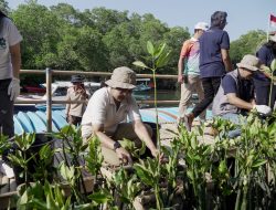 HUT Ke-50 Perumda Tirta Mangutama, Ketua TP PKK Badung Dukung Penanaman 2.000 Mangrove