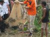 Panen Perdana Ikan Nila BUMDes Unru Nyingkai, Bupati Barito Timur Dorong Desa Kembangkan Usaha Produktif