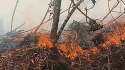 Kebakaran Lahan Pertanian di Muara Medak Belum Padam, Warga Berjibaku Jinakkan Api
