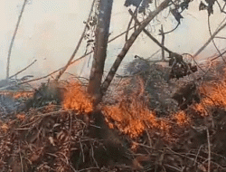 Kebakaran Lahan Pertanian di Muara Medak Belum Padam, Warga Berjibaku Jinakkan Api