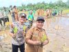 Kebanggaan Daerah, Simeulue Dipercaya Wakili Aceh dalam Tanam Serempak Nasional di Desa Abail