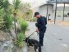 Polisi Pastikan Steril, Anjing Pelacak K-9 Sisir Tiga Zona MotoGP Mandalika 2026